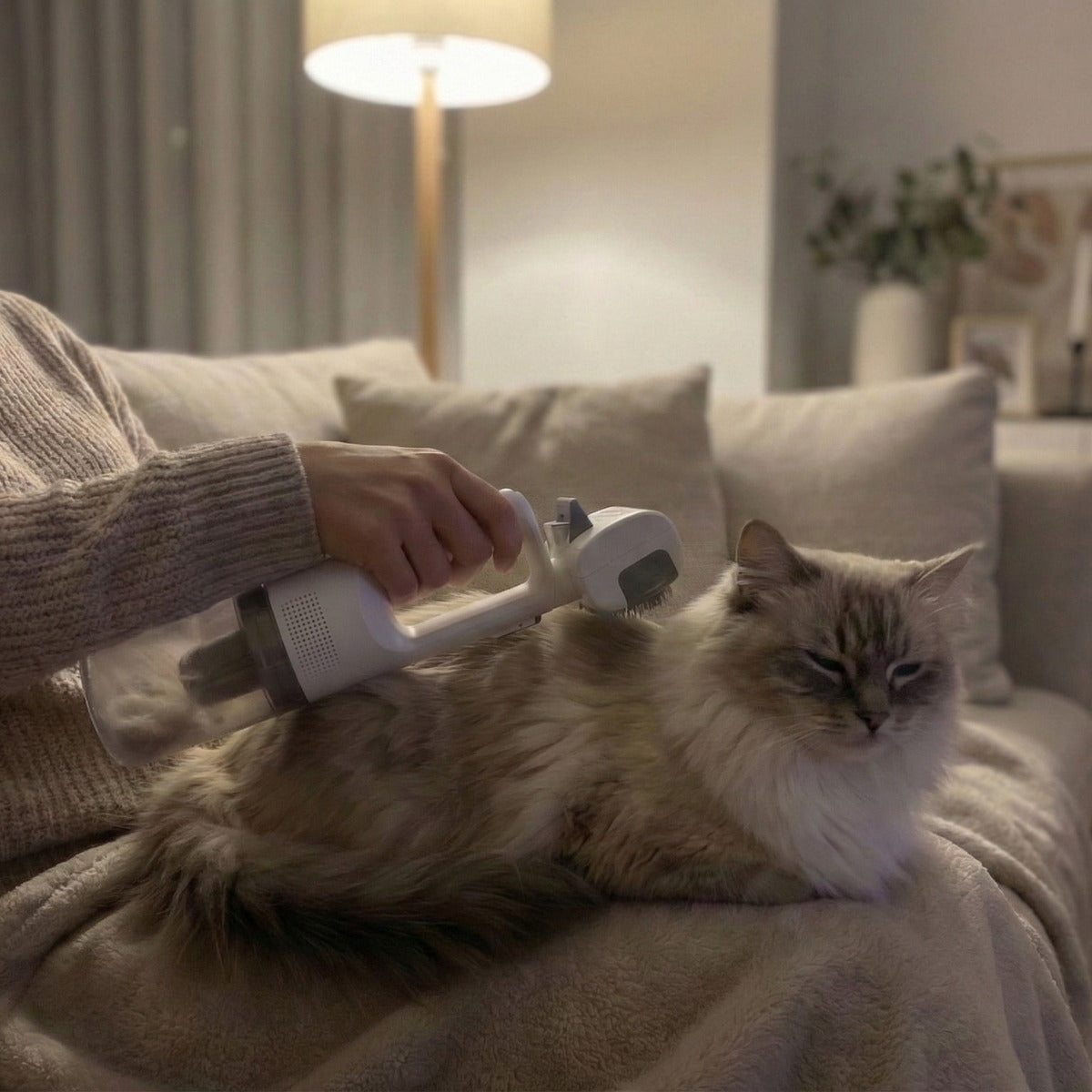 Person entfernt Tierhaare von einer langhaarigen Katze auf dem Sofa mit einem kabellosen Handstaubsauger.